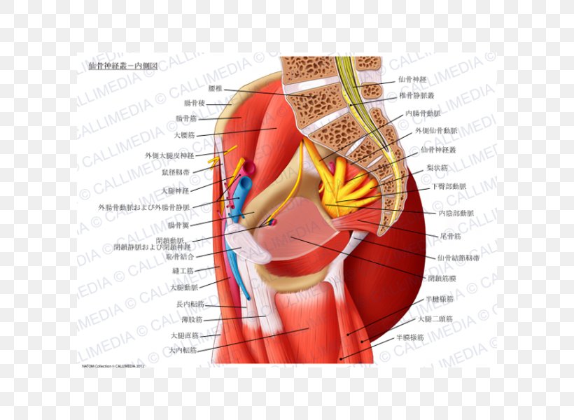 Sacral Plexus Nerve Plexus Sacrum Cervical Plexus, PNG, 600x600px, Watercolor, Cartoon, Flower, Frame, Heart Download Free