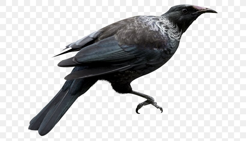 American Crow New Caledonian Crow Bird Rook Common Raven, PNG, 650x469px, American Crow, Animaatio, Beak, Bird, Blackbird Download Free