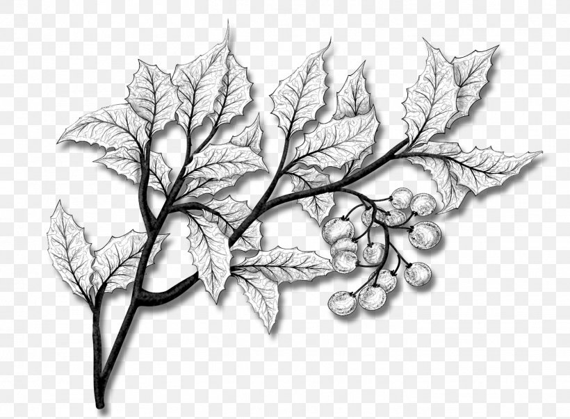 Family Tree Drawing, PNG, 1419x1044px, Drawing, Art, Blackandwhite, Botany, Branch Download Free