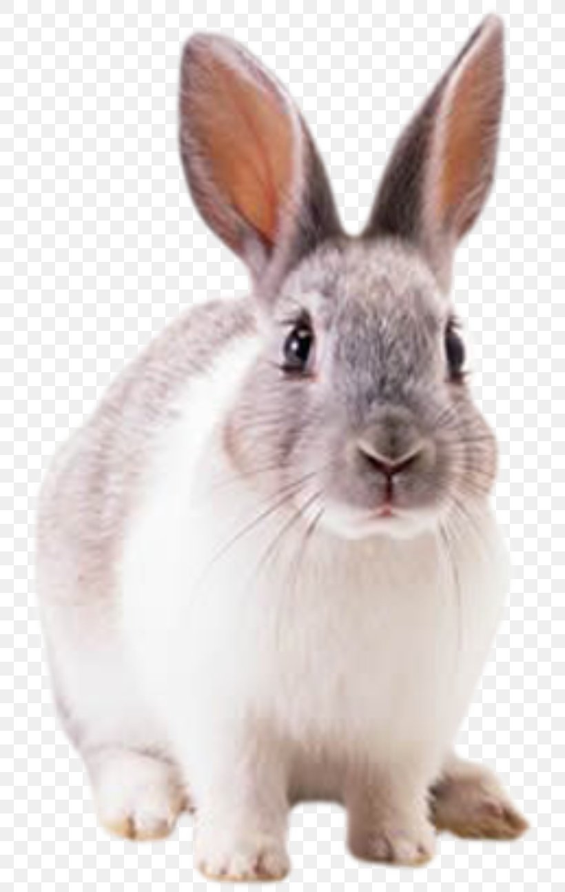 Hare Cottontail Rabbit Domestic Rabbit European Rabbit, PNG, 745x1294px, Hare, Cottontail Rabbit, Domestic Rabbit, European Rabbit, Fauna Download Free