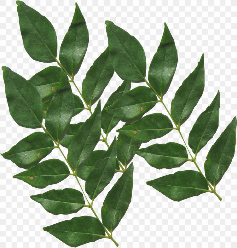 Neem Tree, PNG, 861x904px, Curry Tree, Asafoetida, Bay Laurel, Bay Leaf, Common Sage Download Free