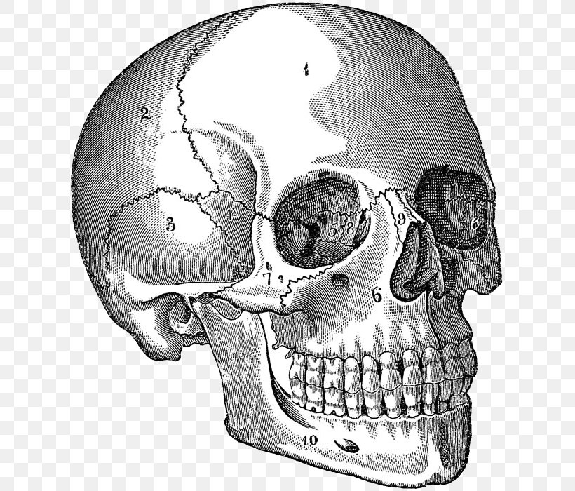 Skull Human Anatomy Human Body Drawing, PNG, 624x700px, Skull, Anatomy, Automotive Design, Biomechanics, Black And White Download Free