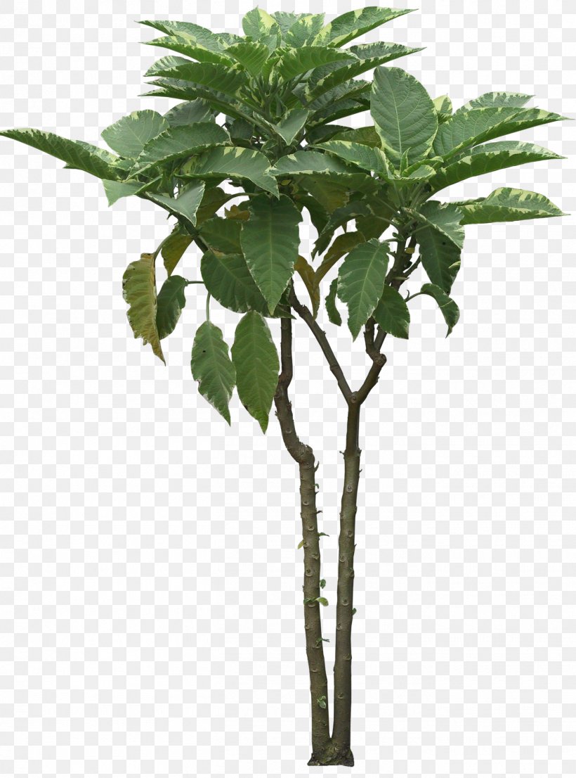 Tree Bonsai Cordyline Australis Shrub Qiaomu, PNG, 1355x1828px, Tree, Arecaceae, Bonsai, Branch, Cordyline Download Free
