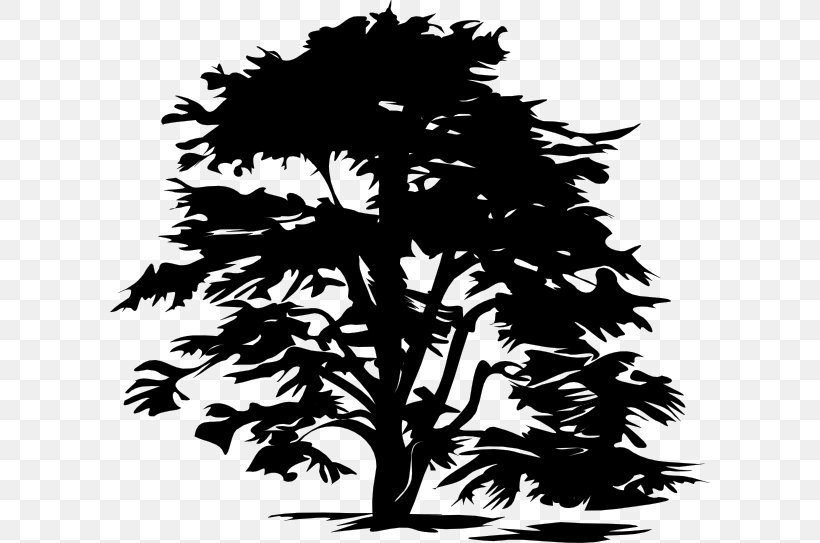 Tree Clip Art, PNG, 600x543px, Tree, Black And White, Branch, Conifer, Drawing Download Free