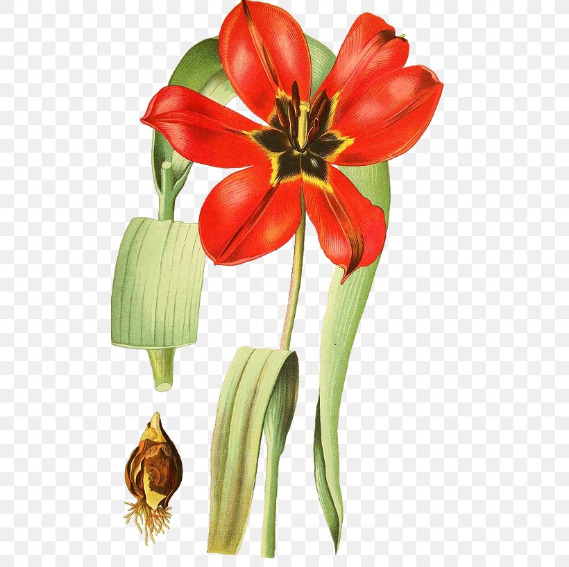 Tulip Drawing Field Bindweed Cut Flowers White Sweetclover, PNG, 500x817px, Tulip, Amaryllis, Amaryllis Belladonna, Cut Flowers, Drawing Download Free
