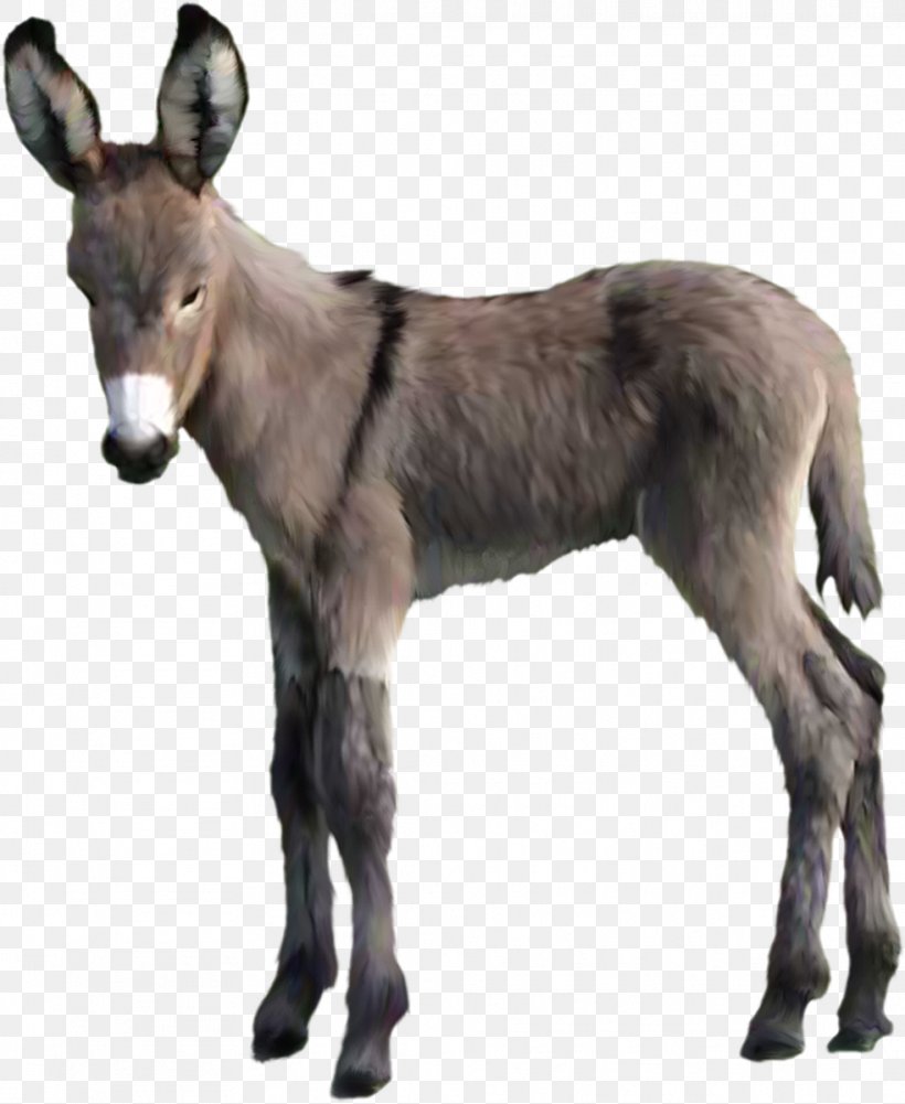 American Miniature Horse Katahdin Sheep Donkey, PNG, 983x1200px, American Miniature Horse, Animal, Colt, Donkey, Fauna Download Free