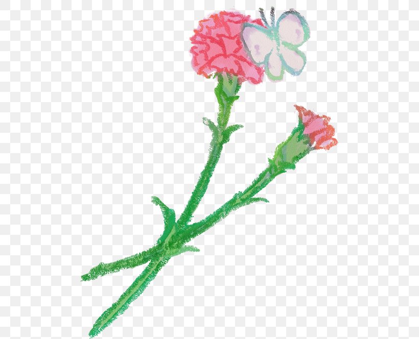 Carnation Petal Flower Rose, PNG, 505x664px, Carnation, Blossom, Book Illustration, Cut Flowers, Flora Download Free