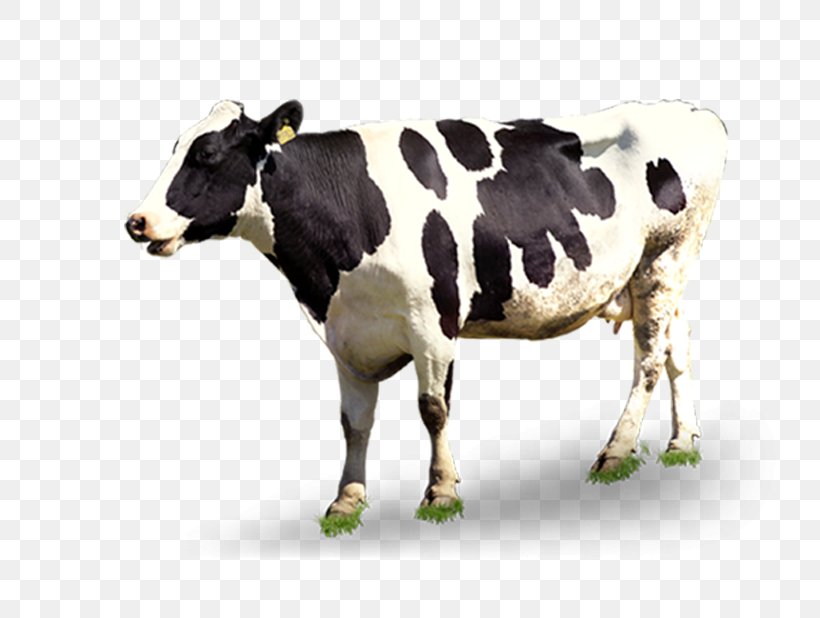 Dairy Cattle Automatic Milking, PNG, 753x618px, Cattle, Advertising, Automatic Milking, Calf, Cattle Like Mammal Download Free