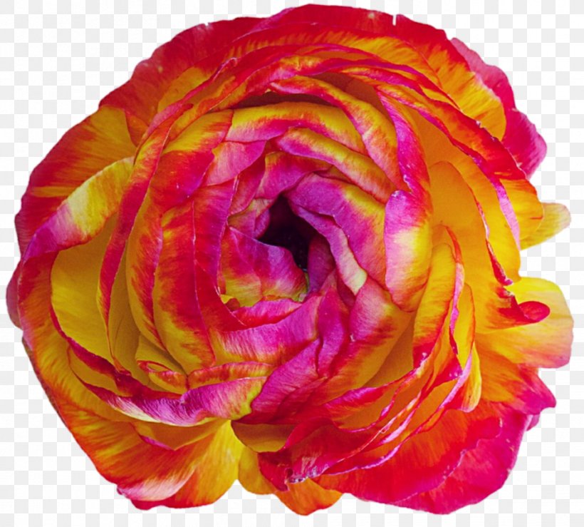 Garden Roses Cabbage Rose Floribunda Cut Flowers Peony, PNG, 941x849px, Garden Roses, Cabbage Rose, Close Up, Closeup, Cut Flowers Download Free