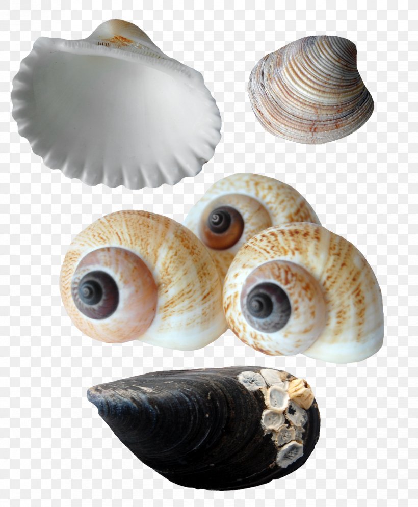 Seashell Oyster Sea Snail Conchology, PNG, 1648x2000px, Seashell, Albom, Clams Oysters Mussels And Scallops, Conch, Conchology Download Free