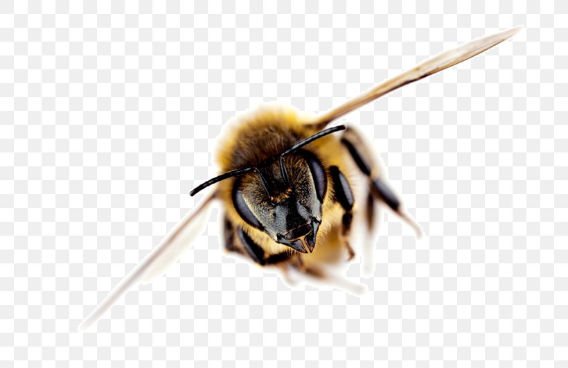 Western Honey Bee Africanized Bee Science Beehive, PNG, 744x531px, Bee, Africanized Bee, Andrena, Animal, Animal Cognition Download Free