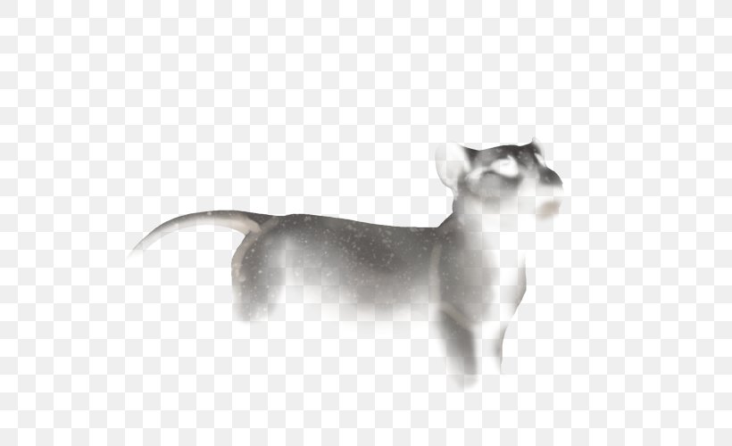 Whiskers Italian Greyhound Dog Breed Siamese Cat, PNG, 640x500px, Whiskers, Black And White, Breed, Carnivoran, Cat Download Free