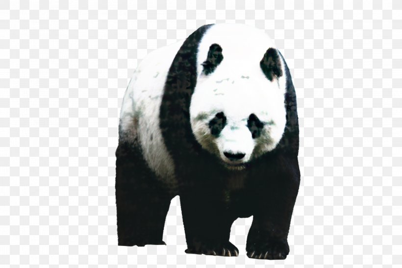 Bear Cartoon, PNG, 2995x2000px, Giant Panda, Animal Figure, Bear, Blackandwhite, Drawing Download Free