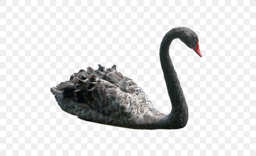 Black Swan Clip Art, PNG, 500x500px, Black Swan, Beak, Bird, Black Swan Theory, Cygnini Download Free
