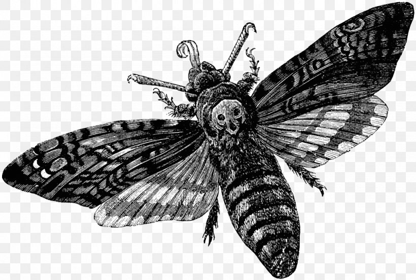 Death's-head Hawkmoth Sphingidae, PNG, 1024x691px, Death, Art, Arthropod, Black And White, Brush Footed Butterfly Download Free