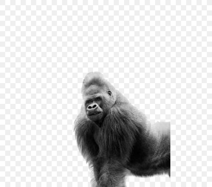 Western Gorilla Ape AllPosters.com Black And White, PNG, 498x720px, Western Gorilla, Allposterscom, Ape, Art, Black And White Download Free
