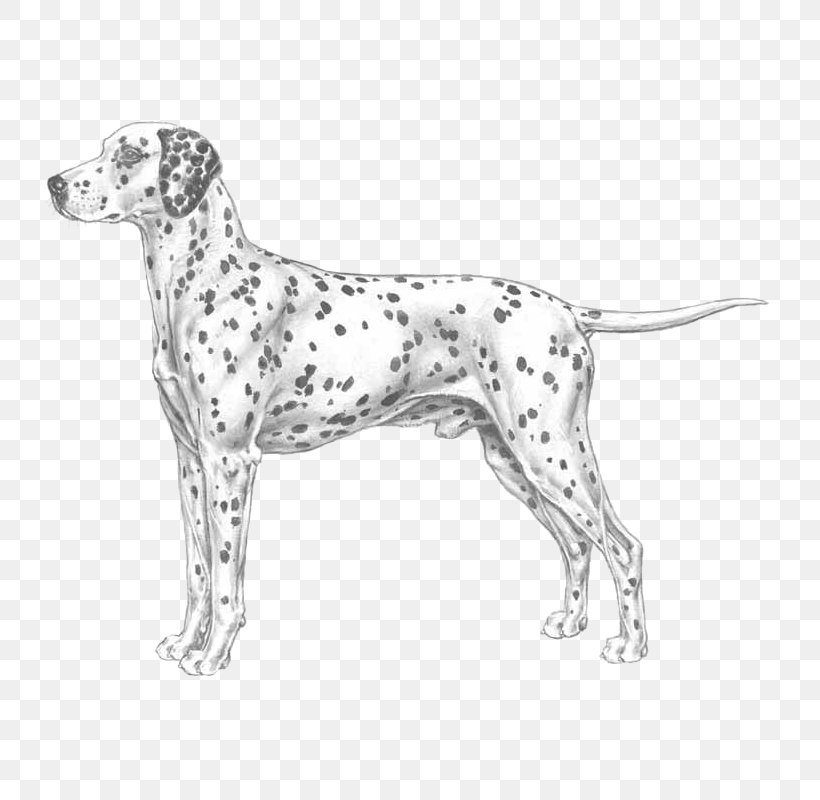 Auvergne Pointer Dalmatian Dog Old Danish Pointer Dog Breed, PNG, 800x800px, Dalmatian Dog, Animal Husbandry, Black And White, Brac, Braque D Auvergne Download Free