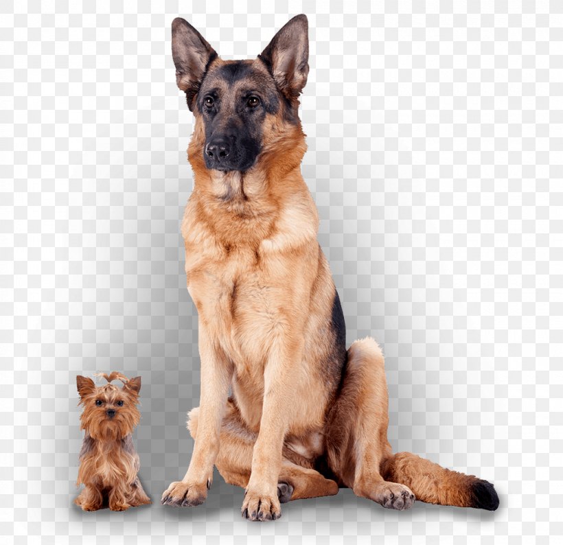 German Shepherd Puppy Chihuahua Poodle Dog Breed, PNG, 1000x969px, German Shepherd, Bark, Breed, Carnivoran, Chihuahua Download Free