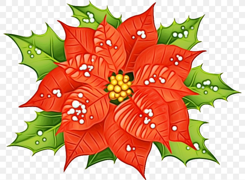 Holly, PNG, 800x601px, Watercolor, Flower, Flowering Plant, Holly, Leaf Download Free