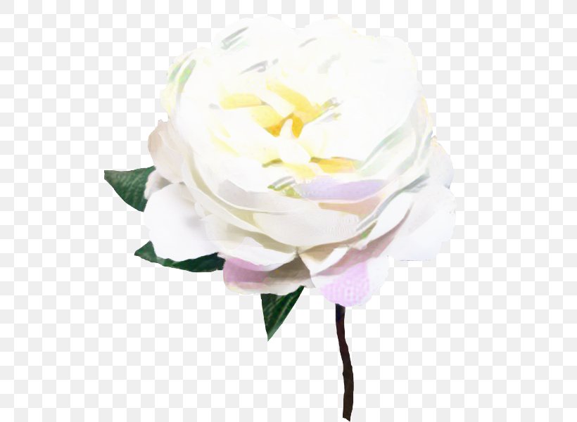 Cabbage Rose Garden Roses Cut Flowers Gardenia, PNG, 800x600px, Cabbage Rose, Artificial Flower, Chinese Peony, Common Peony, Cut Flowers Download Free