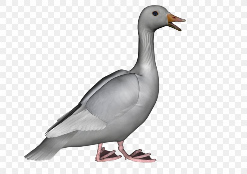 Goose Duck Bird Clip Art, PNG, 1024x724px, Goose, Animal, Barnacle Goose, Beak, Bird Download Free