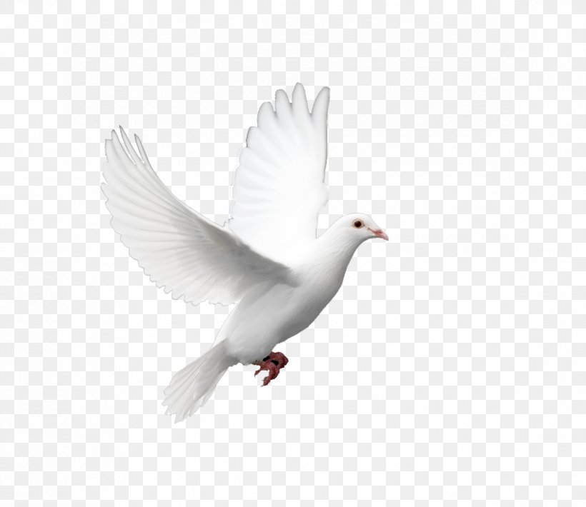 Domestic Pigeon Columbidae Doves As Symbols Holy Spirit, PNG, 1172x1016px, Domestic Pigeon, Beak, Bird, Columba, Columbidae Download Free