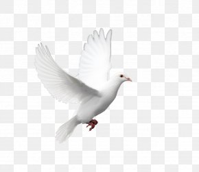 Doves As Symbols Holy Spirit Peace Symbols Tattoo, PNG, 3033x2617px ...