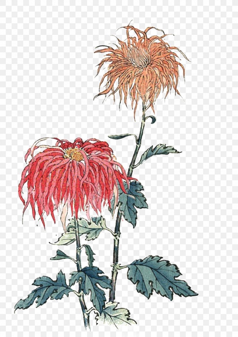 Botanical Illustration Chrysanthemum Art Design, PNG, 1024x1448px, Botanical Illustration, Art, Chrysanthemum, Chrysanths, Cut Flowers Download Free