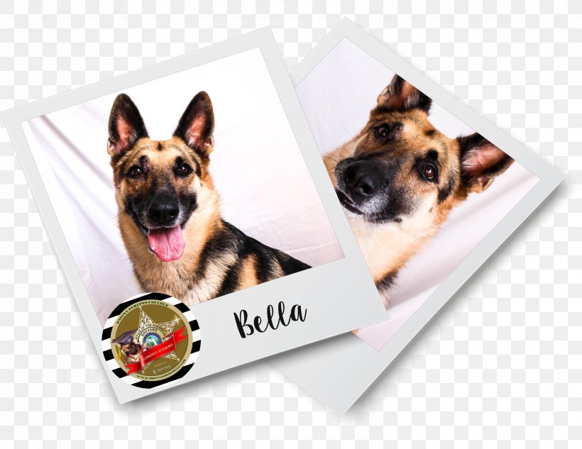 Brevard County Sheriff's Office Dog Breed German Shepherd Puppy Letter, PNG, 3300x2550px, Dog Breed, Brevard County, Carnivoran, Copyright, Cover Letter Download Free