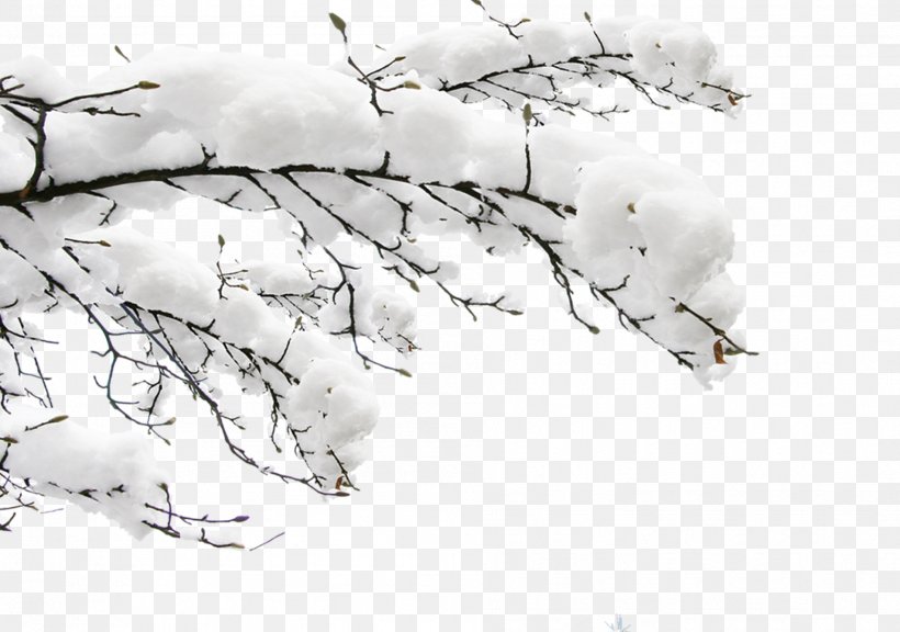 Clip Art Image Branch Daxue, PNG, 1904x1339px, Branch, Autumn, Blackandwhite, Christmas Day, Daxue Download Free