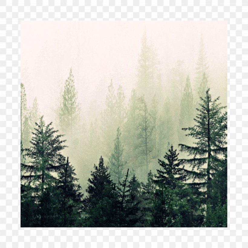 Watercolor Nature Background, PNG, 2896x2896px, Tree, American Larch, Art, Aspen, Atmospheric Phenomenon Download Free