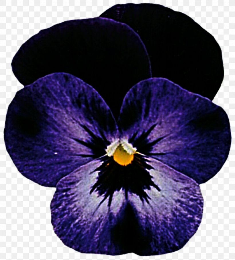 Rocky Viola Cornuta Violet Color, PNG, 1024x1129px, Rocky, Color, Fernsehserie, Flower, Flowering Plant Download Free