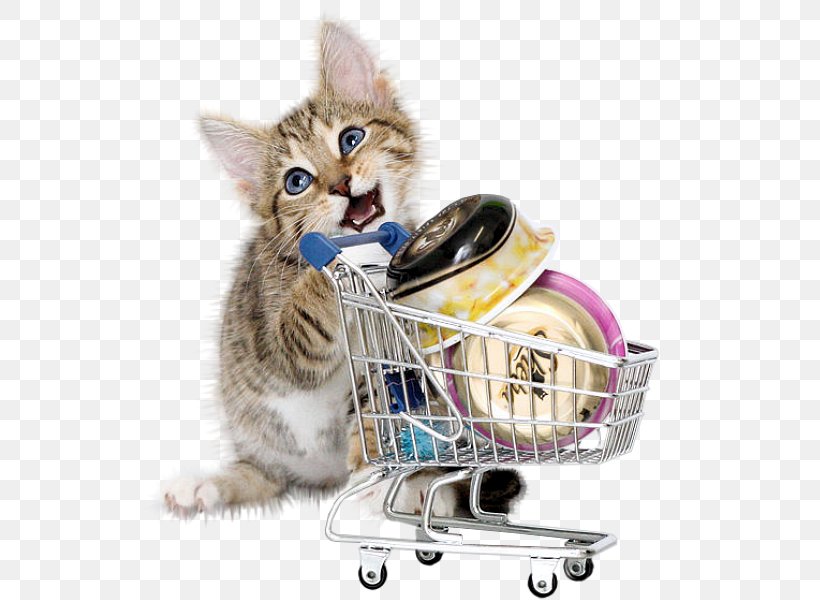 British Shorthair Kitten Shopping Cat Food Pink Cat, PNG, 544x600px, British Shorthair, Art, Carnivoran, Cat, Cat Food Download Free