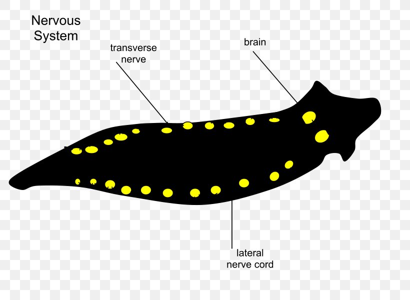 Planarian Nervous System Turbellaria Invertebrate Body Cavity, PNG, 800x600px, Watercolor, Cartoon, Flower, Frame, Heart Download Free