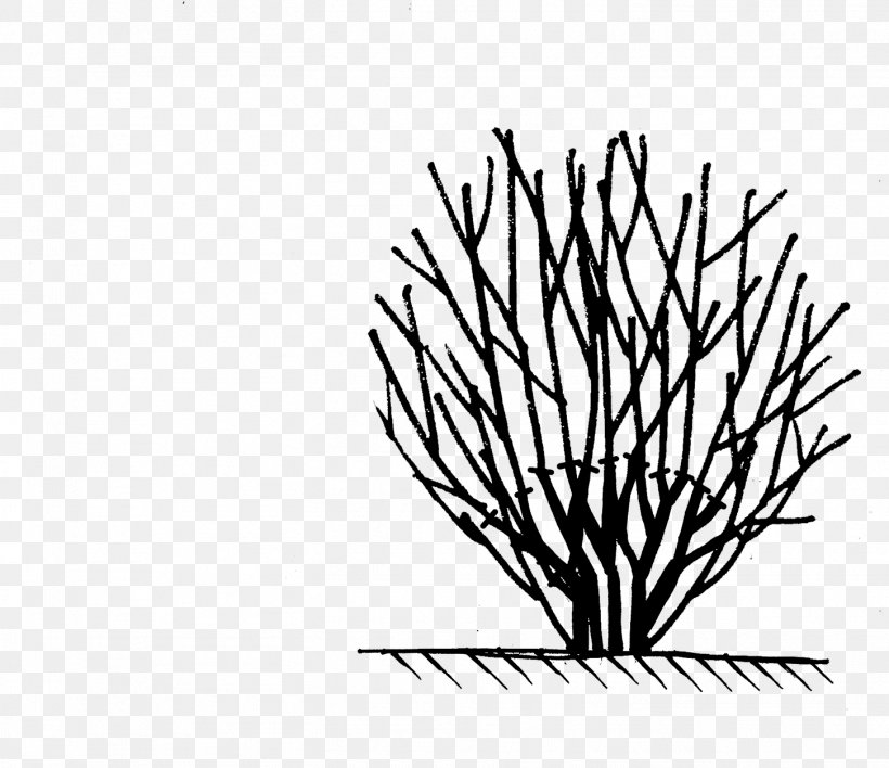 Twig Clip Art Leaf Plant Stem Line Art, PNG, 1452x1254px, Twig, Art, Black M, Blackandwhite, Botany Download Free