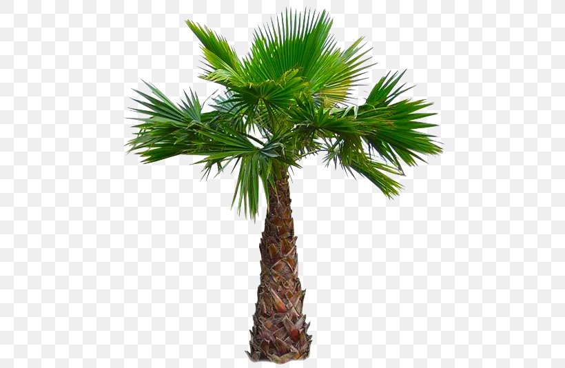 Asian Palmyra Palm California Palm Babassu Arecaceae Mexican Fan Palm, PNG, 480x534px, Asian Palmyra Palm, Arecaceae, Arecales, Attalea, Attalea Speciosa Download Free