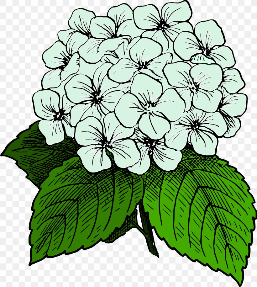 Clip Art Openclipart French Hydrangea Image Graphics, PNG, 1146x1280px, French Hydrangea, Branch, Cornales, Cut Flowers, Drawing Download Free