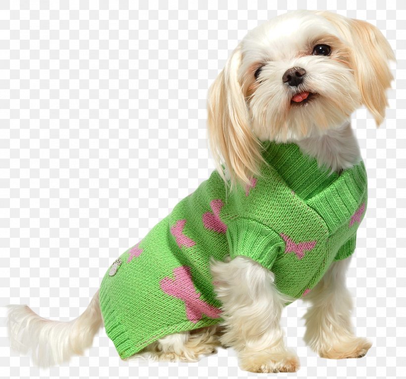 Dog Breed Havanese Dog Puppy Companion Dog Dog Clothes, PNG, 1017x950px, Dog Breed, Breed, Canidae, Carnivore, Clothing Download Free