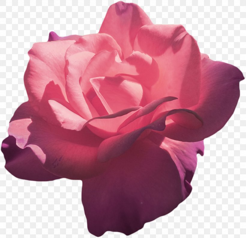 Garden Roses Pink Flower Hybrid Tea Rose, PNG, 1280x1237px, Rose, Black Rose, China Rose, Cut Flowers, Drawing Download Free