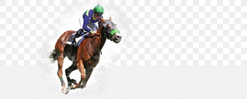 Horse Racing Jockey Stallion Sports Betting, PNG, 1900x769px, Watercolor, Cartoon, Flower, Frame, Heart Download Free