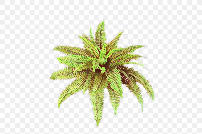 Palm Trees Fern Terrestrial Plant Plants, PNG, 900x600px, Palm Trees, Arecales, Attalea Speciosa, Fern, Flower Download Free