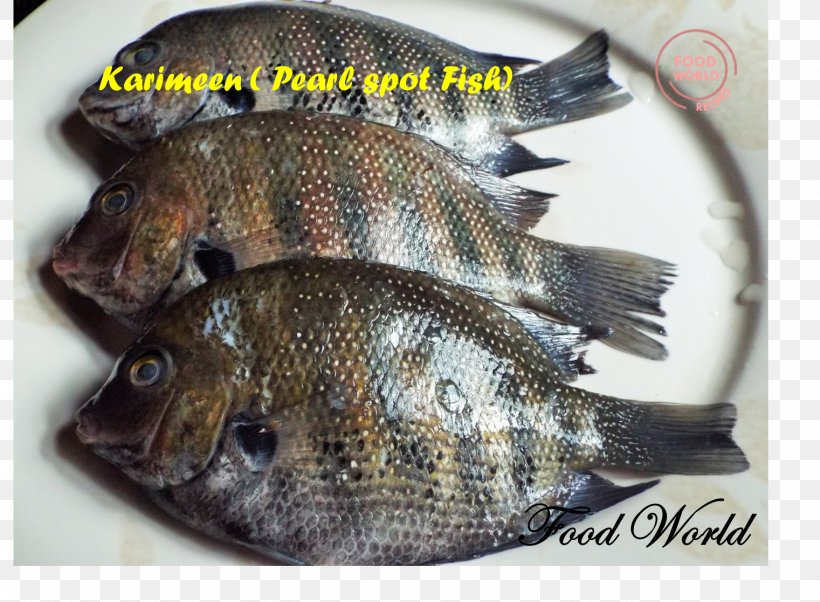 Tilapia Fish Products Green Chromide Tempura, PNG, 1521x1117px, Tilapia, Animal Source Foods, Barramundi, Cod, Fauna Download Free