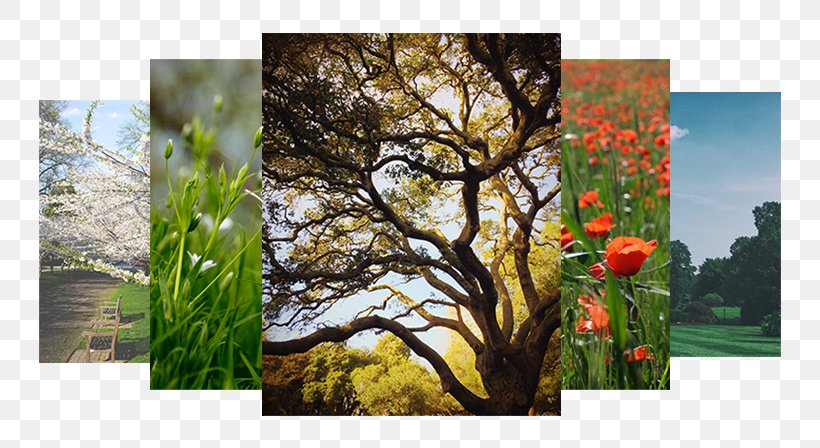 Tree Unsplash Photograph Garden Stock.xchng, PNG, 803x448px, Tree, Branch, Ecosystem, Flora, Flower Download Free