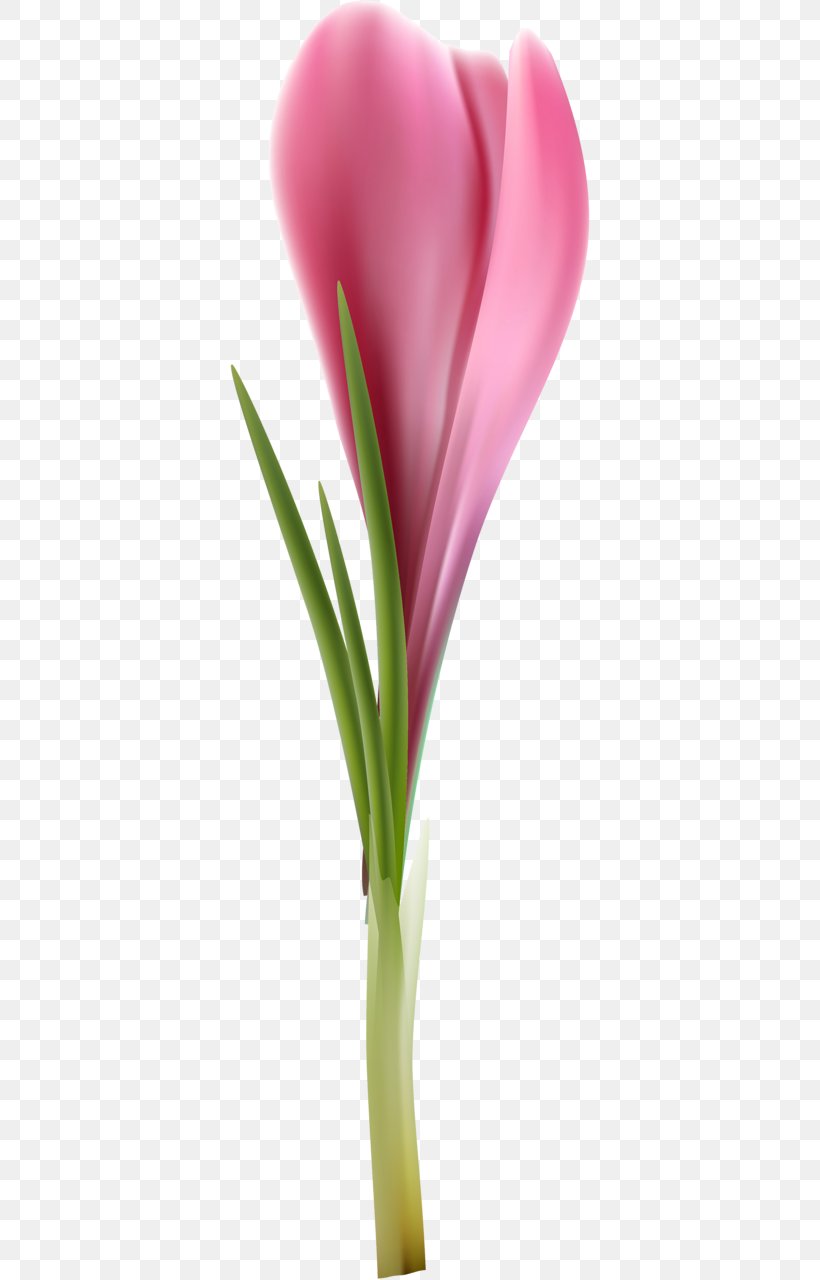 Tulip Cut Flowers Petal Plant Stem Flowerpot, PNG, 360x1280px, Tulip, Close Up, Closeup, Cut Flowers, Flower Download Free