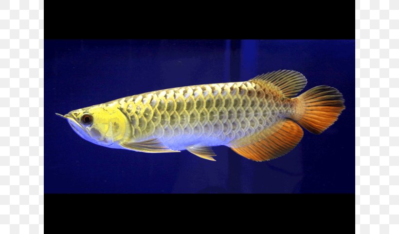 Asian Arowana Koi Fish Silver Arowana Aquarium, PNG, 640x480px, Asian Arowana, Animal, Aquarium, Aquariums, Arowana Download Free