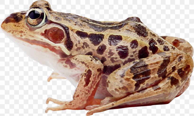 Common Frog Amphibians True Frog Edible Frog, PNG, 2295x1374px, Frog, Amphibian, Amphibians, Bufo, Bullfrog Download Free