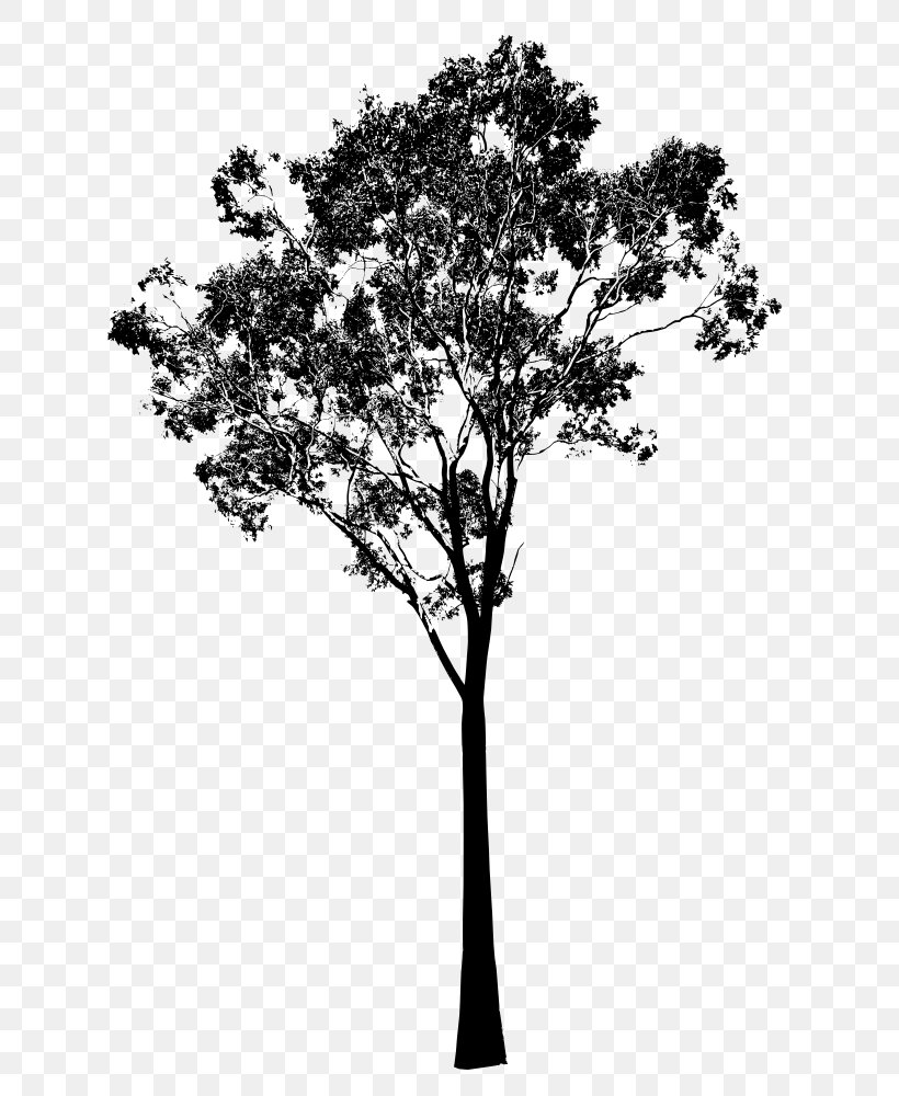 Gum Trees Silhouette Clip Art, PNG, 818x1000px, Tree, Black And White, Branch, Drawing, Gum Trees Download Free