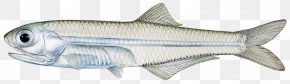 Aquatic Animal - Sardine Anchoa Mitchilli Anchoa Hepsetus Indian Mackerel Aquatic Animal PNG