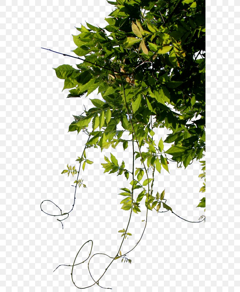 Twig Leaf Clip Art, PNG, 584x999px, Twig, Branch, Cdr, Coreldraw, Flora Download Free