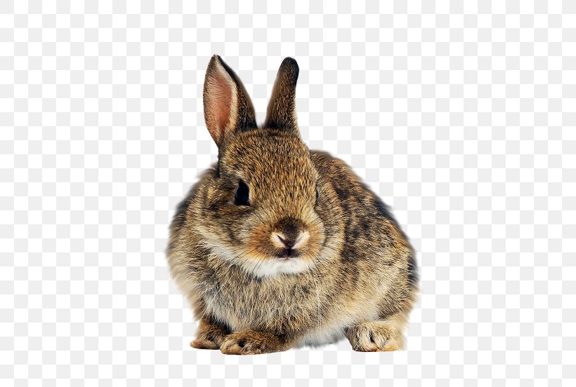 Domestic Rabbit Hare European Rabbit White Rabbit, PNG, 555x552px, Domestic Rabbit, Animal, European Rabbit, Fauna, Fur Download Free